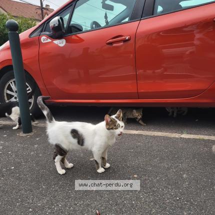 Foto 1/1 Blanche Chat perdido en Argenteuil