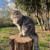 Foto del gato perdido en Hyeres