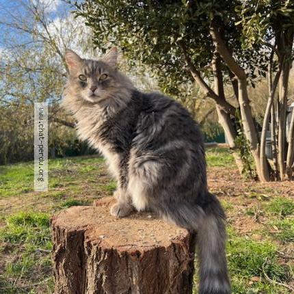 Foto 1/1 Pompon Chat perdido en Hyeres