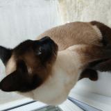 Foto del gato perdido en Saint Laurent