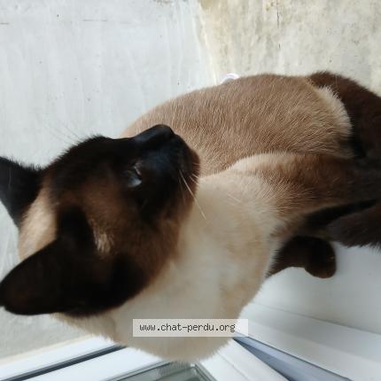 Foto 1/1 Ondine Chat perdido en Saint laurent