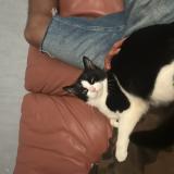 Foto del gato perdido en Annecy