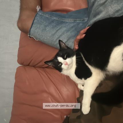 Foto 1/1 Coco Chat perdido en Annecy