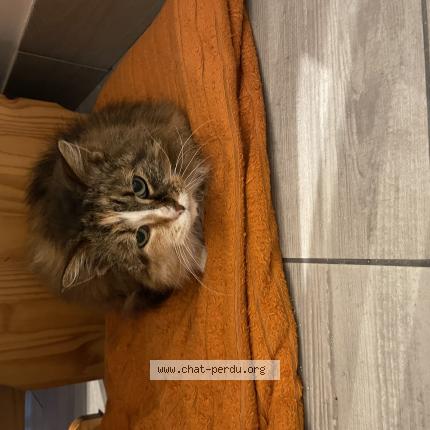Foto 1/1 Pace Chat perdido en Epiais rhus