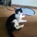 Foto del gato perdido en Cazals