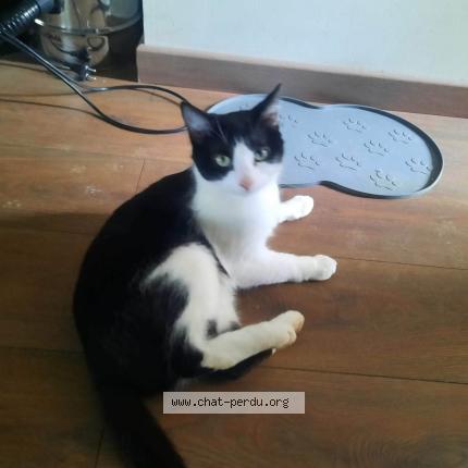 Foto 1/1 Zorro Chat perdido en Cazals