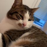 Foto del gato perdido en Saint Herblain