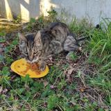 Foto de gato encontrado en Bruyeres Le Chatel