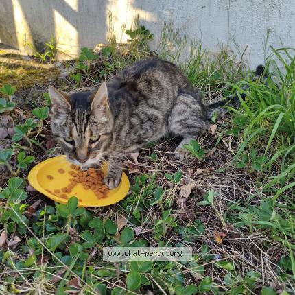 Foto 1/1 Gato encontrado Encontrado en Bruyeres le chatel