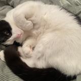 Foto del gato perdido en Bouchemaine