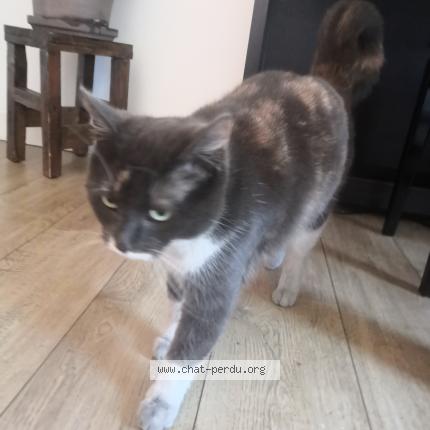 Foto 1/3 Gato encontrado Encontrado en Saint denis