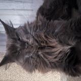 Foto del gato perdido en Izon