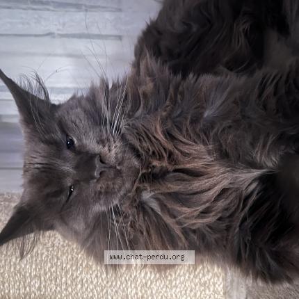 Foto 1/1 Ravage Chat perdido en Izon