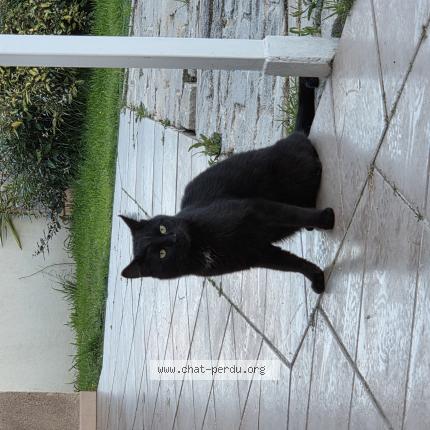 Foto 1/1 Gato encontrado Encontrado en Istres