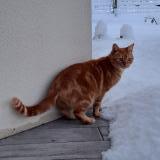 Foto del gato perdido en Medis