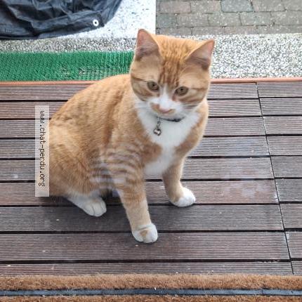 Foto 1/5 Gato encontrado Encontrado en Anderlecht