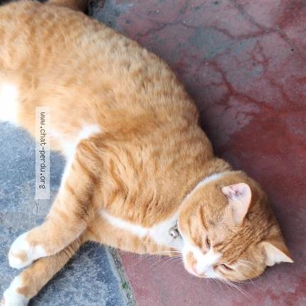 Foto 2/5 Gato encontrado Encontrado en Anderlecht