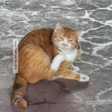 Foto 3/5 Gato encontrado Encontrado en Anderlecht