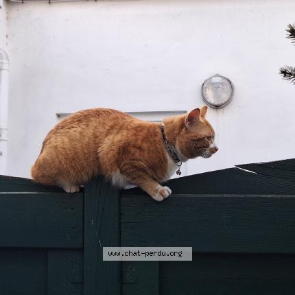 Foto 4/5 Gato encontrado Encontrado en Anderlecht