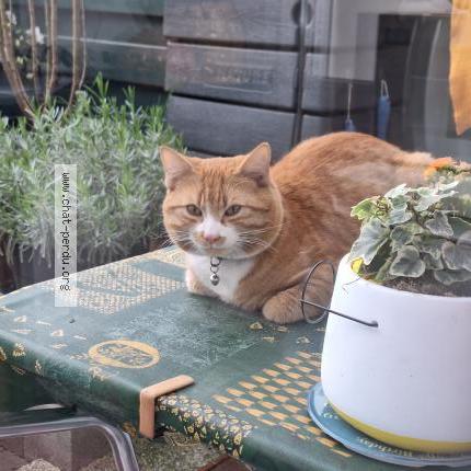 Foto 5/5 Gato encontrado Encontrado en Anderlecht