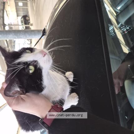 Foto 1/1 Gato encontrado Encontrado en Lille