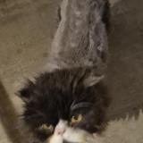 Foto del gato perdido en Ernee