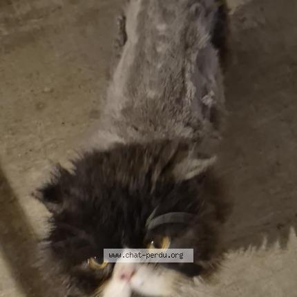 Foto 1/1 Tao Chat perdido en Ernee