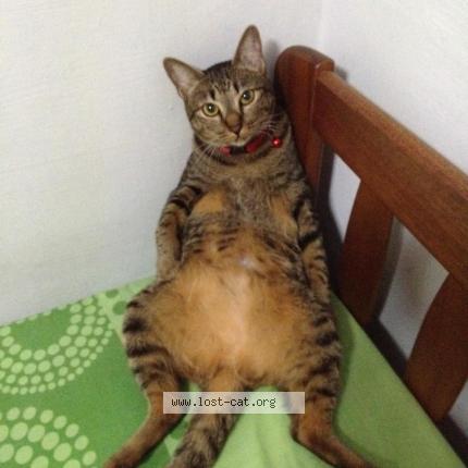 Foto 1/1 Kutty Chat perdido en Singapore