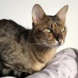 Foto del gato perdido en Irricana