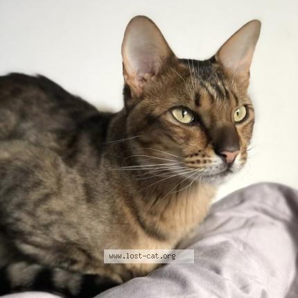 Foto 1/1 Karpo Chat perdido en Irricana