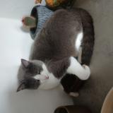 Foto del gato perdido en Cerans Foulletourte