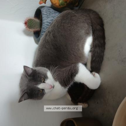 Foto 1/1 Junior Chat perdido en Cerans foulletourte
