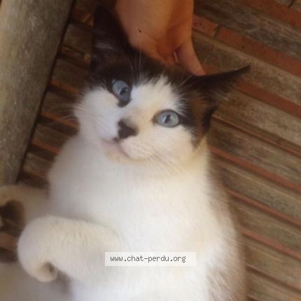 Foto 1/1 Cookie Chat perdido en Bazus