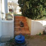 Foto de gato encontrado en Panazol