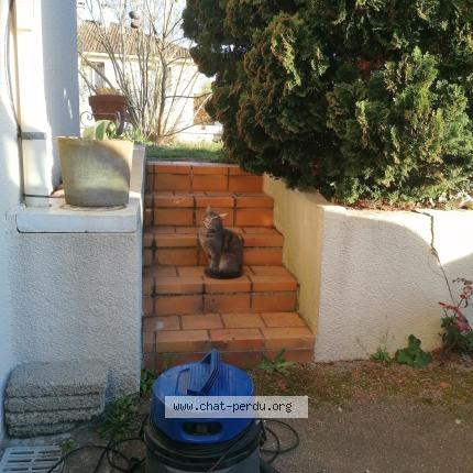 Foto 1/1 Gato encontrado Encontrado en Panazol