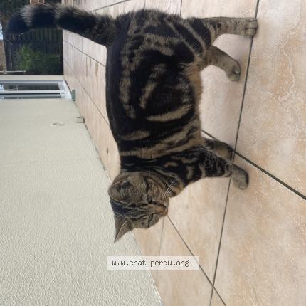 Foto 1/1 Nana Chat perdido en Wignehies