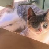 Foto del gato perdido en Rognes