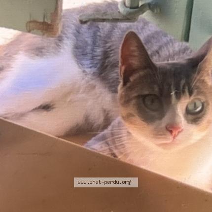 Foto 1/1 Crystal Chat perdido en Rognes