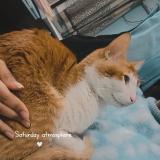 Foto del gato perdido en 33288