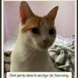 Foto del gato perdido en Tourcoing