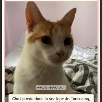 Foto 1/1 Câlin Chat perdido en Tourcoing