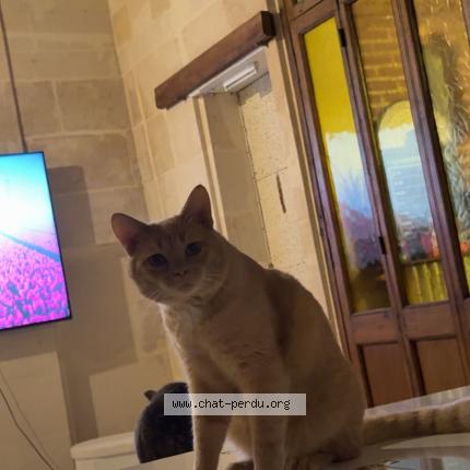 Foto 1/1 Garnacho Chat perdido en Liancourt