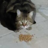 Foto de gato encontrado en Franconville