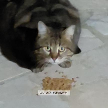 Foto 1/1 Gato encontrado Encontrado en Franconville