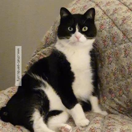 Foto 1/1 Ulco Chat perdido en Bordeaux cauderan