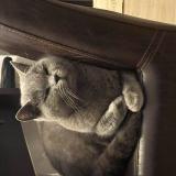 Foto del gato perdido en Brison Saint Innocent