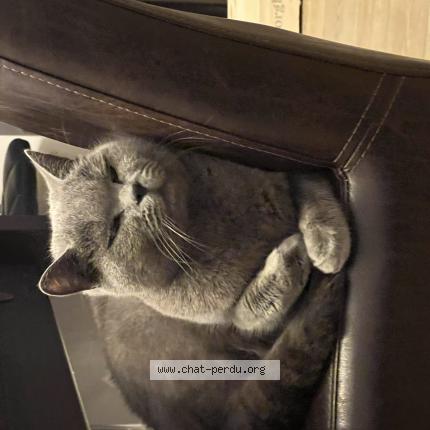 Foto 1/1 Ziva Chat perdido en Brison saint innocent