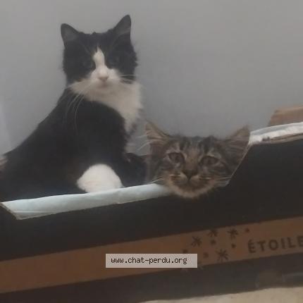 Foto 1/1 Rinchauffe Chat perdido en Aulnay sous bois