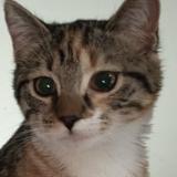 Foto del gato perdido en St Didier Sur Chalaronne