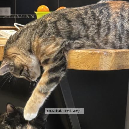 Foto 2/2 AZERTY Chat perdido en St didier sur chalaronne